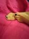 Piedi
